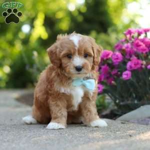 Mason, Cavapoo Puppy
